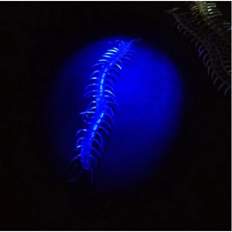 Şeffaf Renk Karanlıkta Parlayan Fosforlu Kırkayak 13 Cm 1 Adet